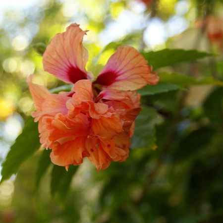Hostal Casaluna San Andres エクステリア 写真