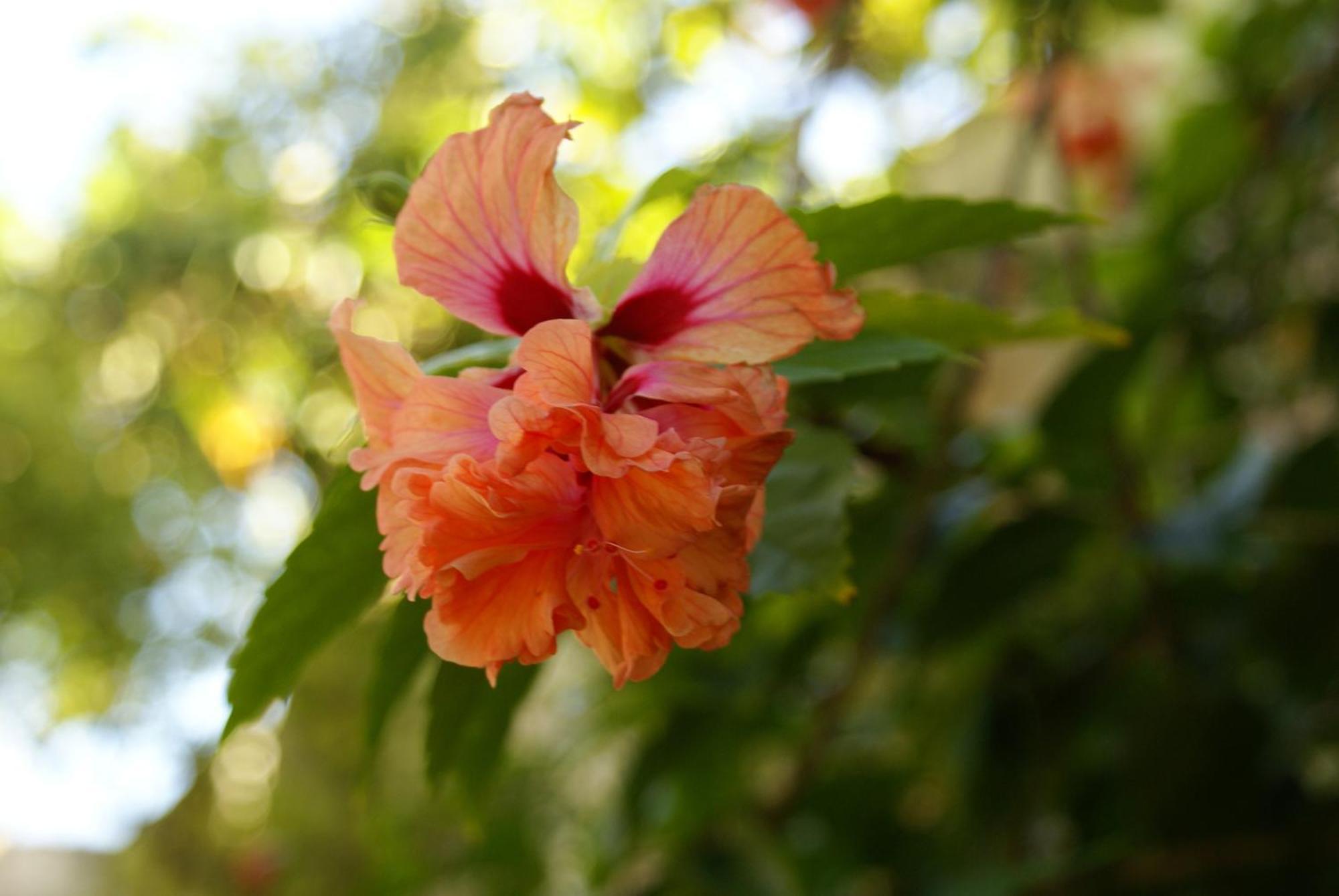 Hostal Casaluna San Andres エクステリア 写真